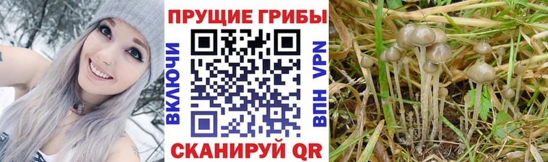 Галлюциногенные грибы GOLDEN TEACHER Арамиль